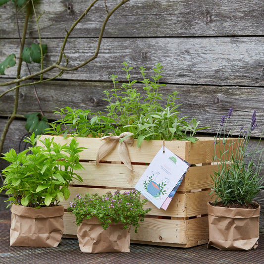 Kräuterkiste "Teestube"