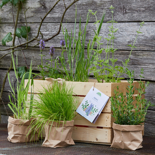 Kräuterkiste "Kittikat"