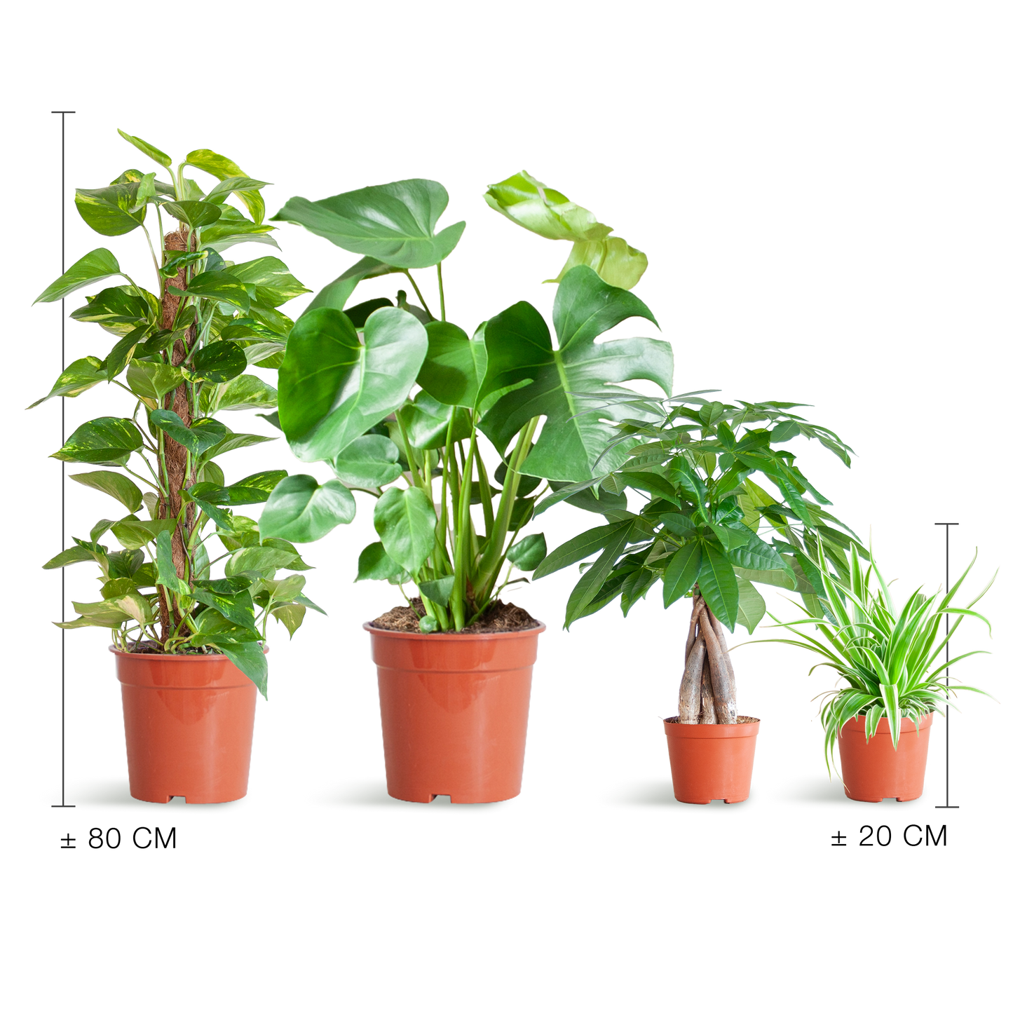 Pflanzenset – 4 pflegeleichte Zimmerpflanzen im Set – inkl. Monstera, Epipremnum, Pachira & Chlorophytum – Topfgrößen 12–21cm – Höhe 25–80cm – Pflanzkasten ohne Deckel