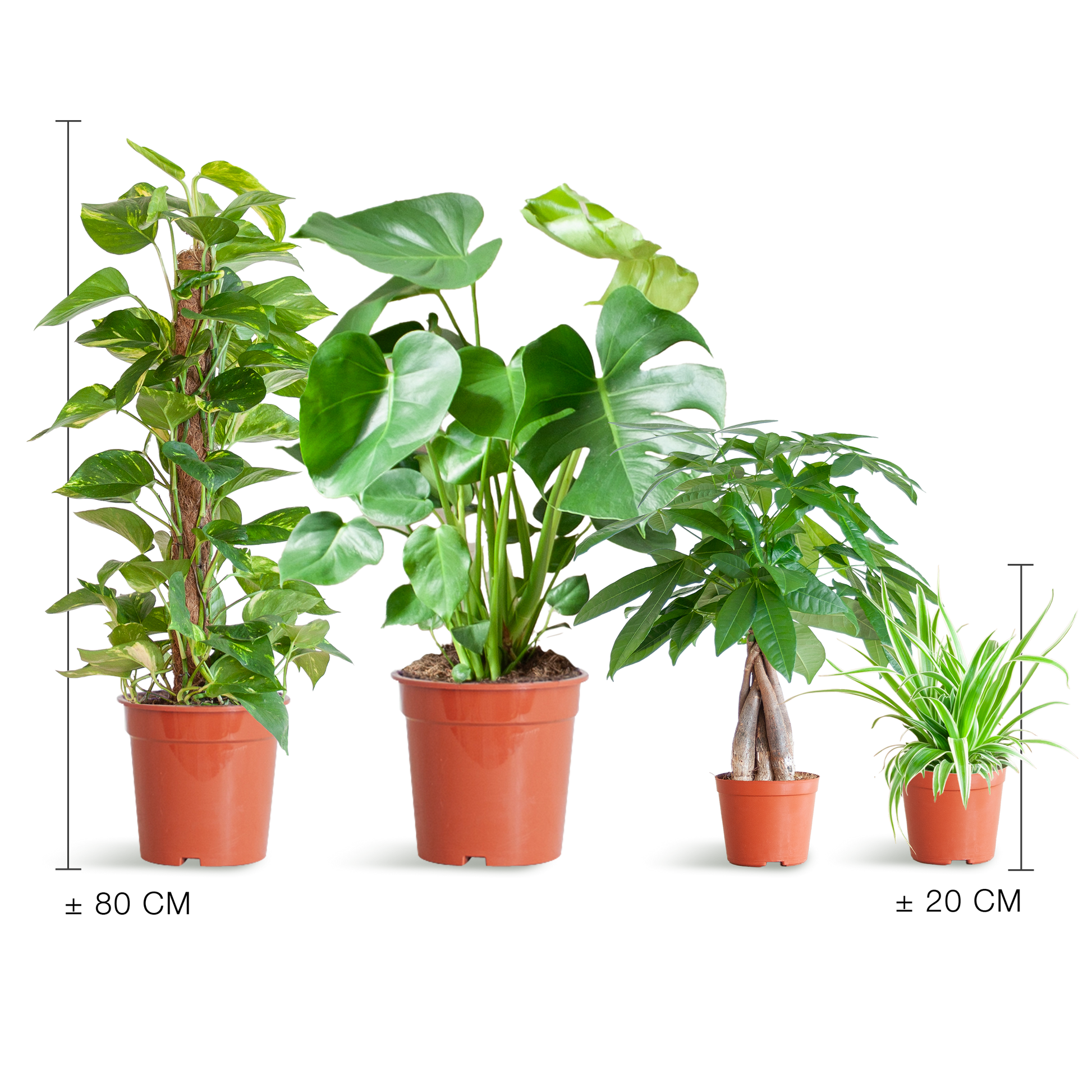 Pflanzenset – 4 pflegeleichte Zimmerpflanzen im Set – inkl. Monstera, Epipremnum, Pachira & Chlorophytum – Topfgrößen 12–21cm – Höhe 25–80cm – Pflanzkasten ohne Deckel