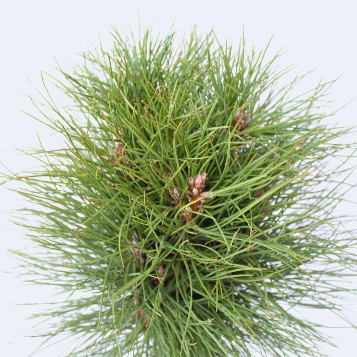 Other Garden Plants Pinie - Pinus 'Summer Breeze' - Höhe 70-80Cm - ⌀24Cm