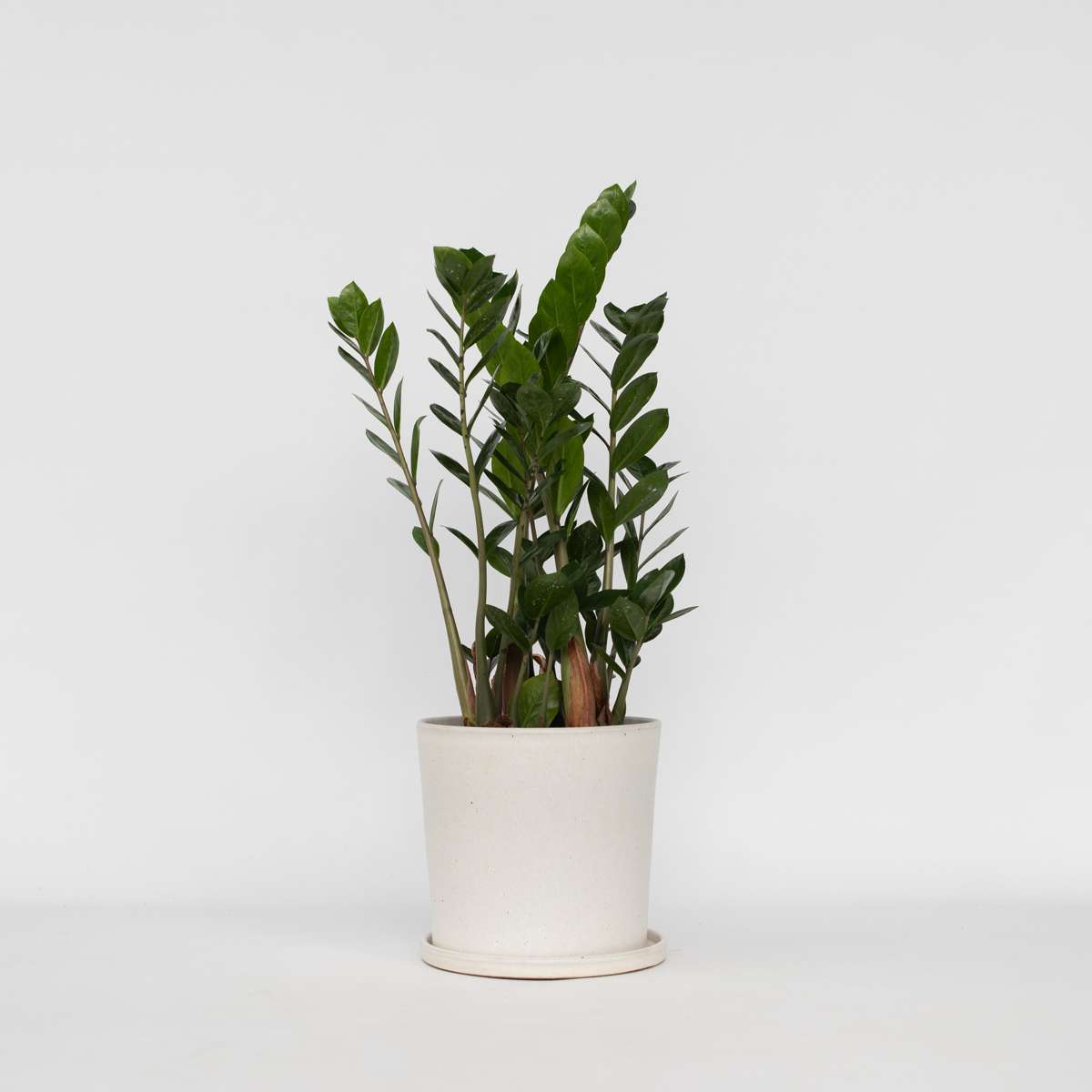 Other Green Houseplants Glücksfeder - Zamioculcas Zamiifolia - Höhe 55-65Cm - ⌀17Cm