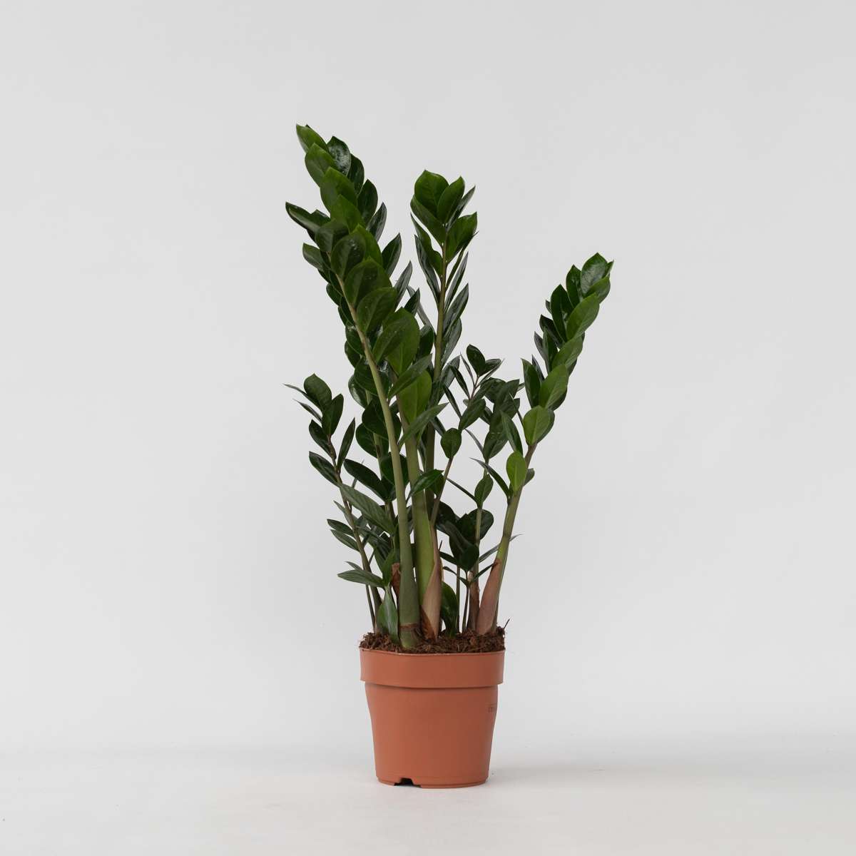 Other Green Houseplants Glücksfeder - Zamioculcas Zamiifolia - Höhe 55-65Cm - ⌀17Cm