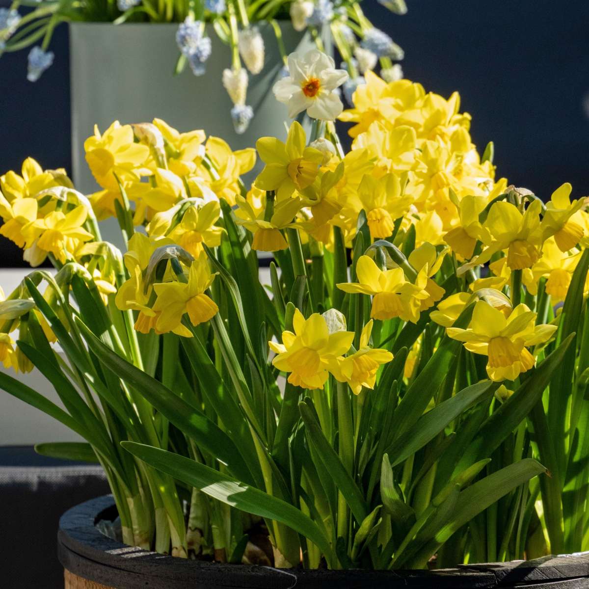 Daffodil Narzissenzwiebeln - 50 Stk - Narcissus 'Tête-À-Tête' - Blumenzwiebeln - Gelb