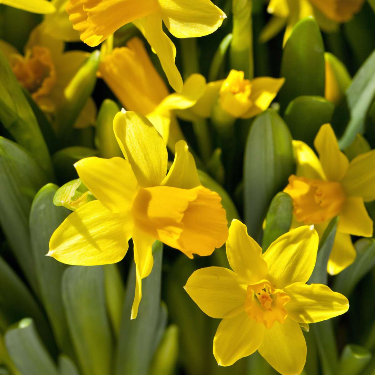 Daffodil Narzissenzwiebeln - 50 Stk - Narcissus 'Tête-À-Tête' - Blumenzwiebeln - Gelb