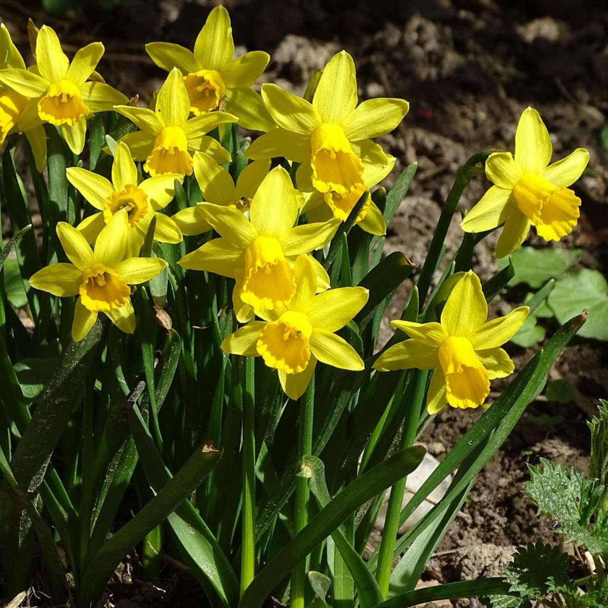 Daffodil Narzissenzwiebeln - 50 Stk - Narcissus 'Tête-À-Tête' - Blumenzwiebeln - Gelb