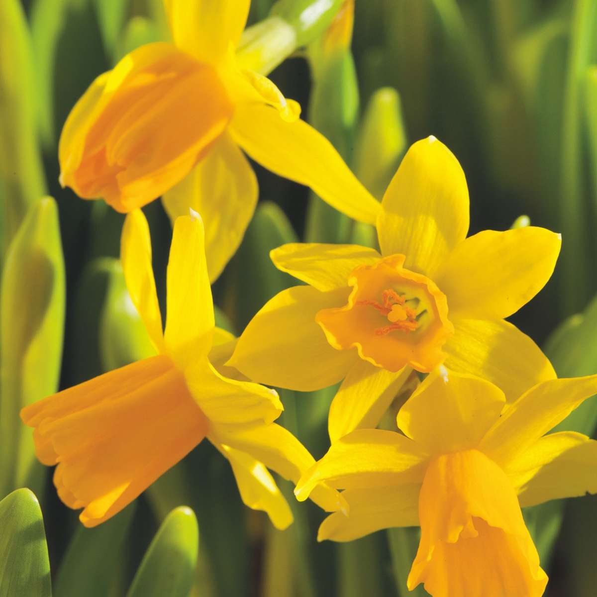Daffodil Narzissenzwiebeln - 50 Stk - Narcissus 'Tête-À-Tête' - Blumenzwiebeln - Gelb