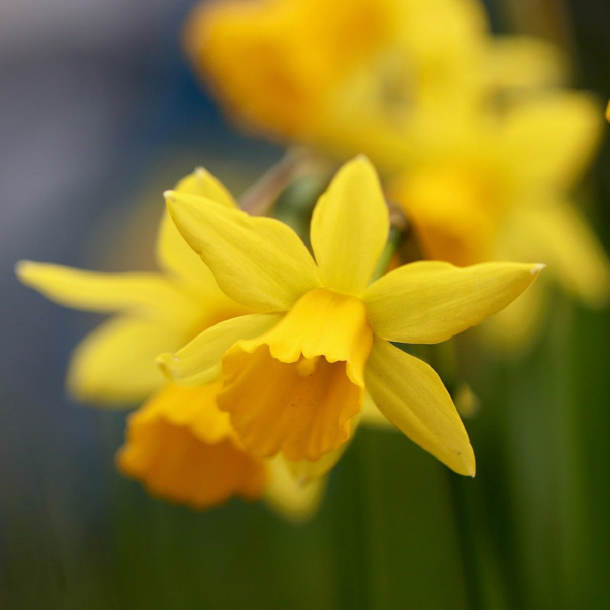 Daffodil Narzissenzwiebeln - 50 Stk - Narcissus 'Tête-À-Tête' - Blumenzwiebeln - Gelb