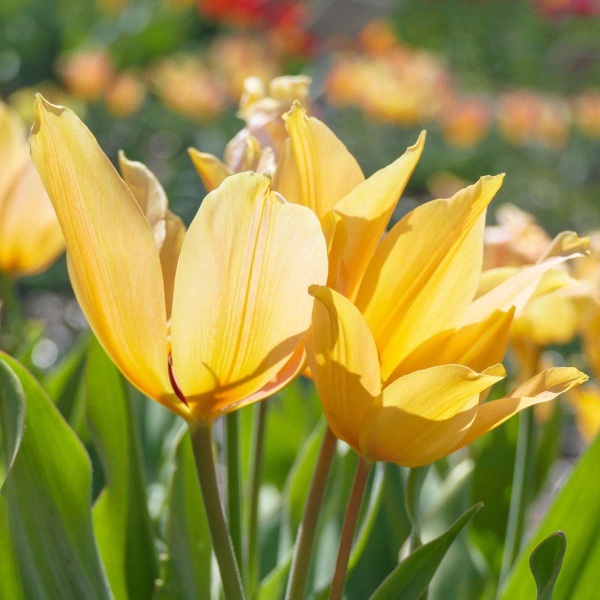 Tulip Tulpenzwiebeln - 40 Stk - Tulipa 'Prastants Shogun' - Blumenzwiebeln - Orange