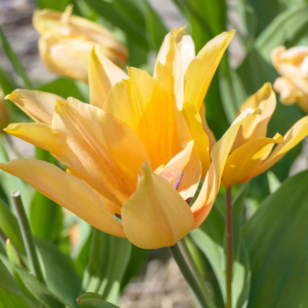 Tulip Tulpenzwiebeln - 40 Stk - Tulipa 'Prastants Shogun' - Blumenzwiebeln - Orange