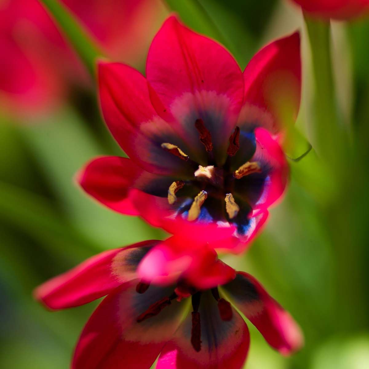 Tulip Tulpenzwiebeln - 40 Stk - Tulipa 'Little Beauty' - Blumenzwiebeln - Rot