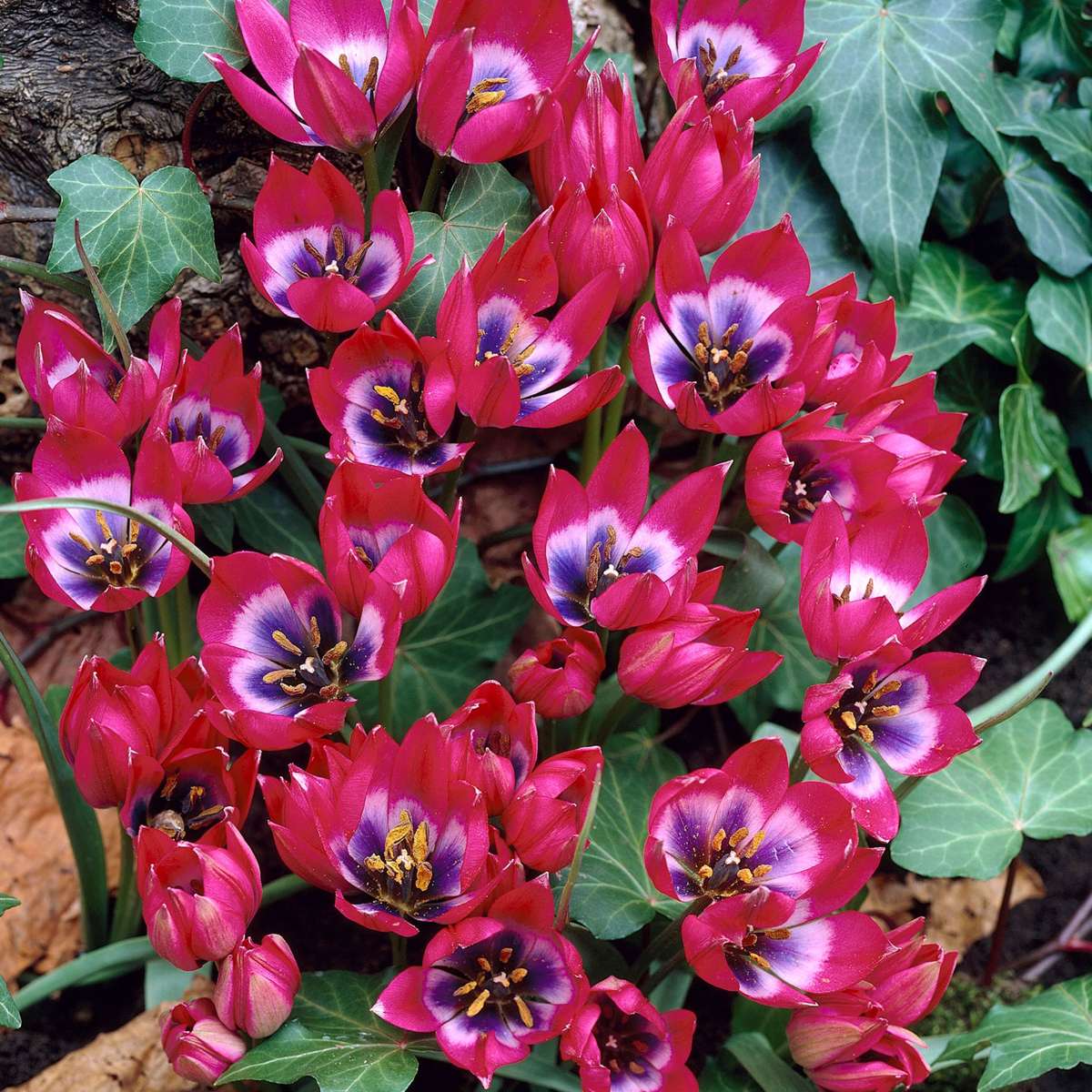 Tulip Tulpenzwiebeln - 40 Stk - Tulipa 'Little Beauty' - Blumenzwiebeln - Rot