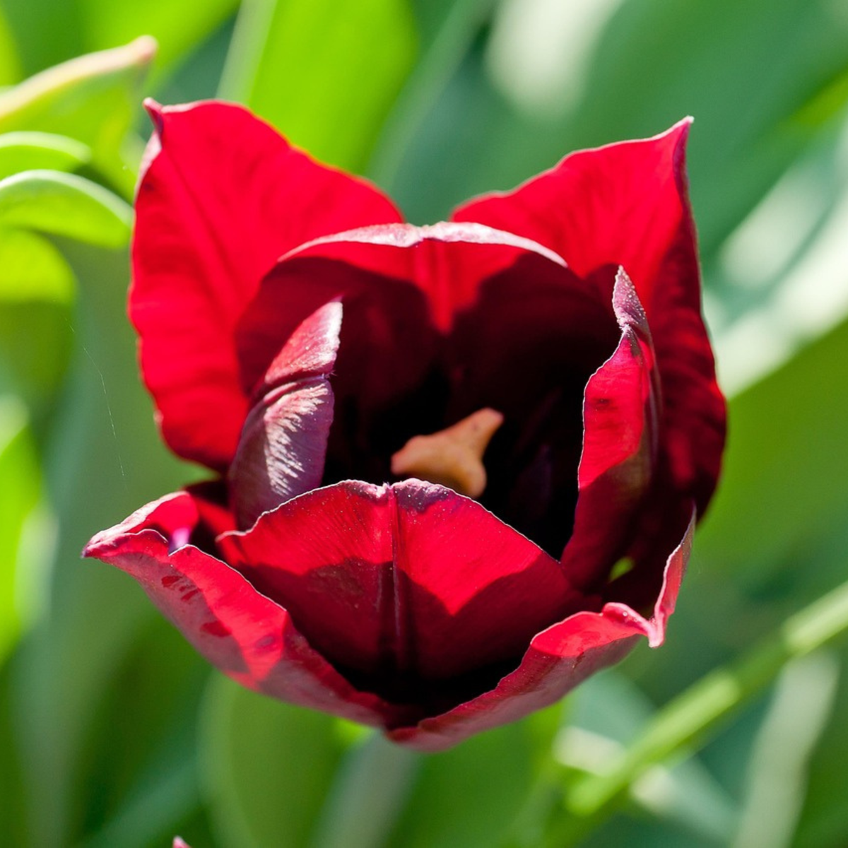 Tulip Tulpenzwiebeln - 40 Stk - Tulipa 'Little Beauty' - Blumenzwiebeln - Rot