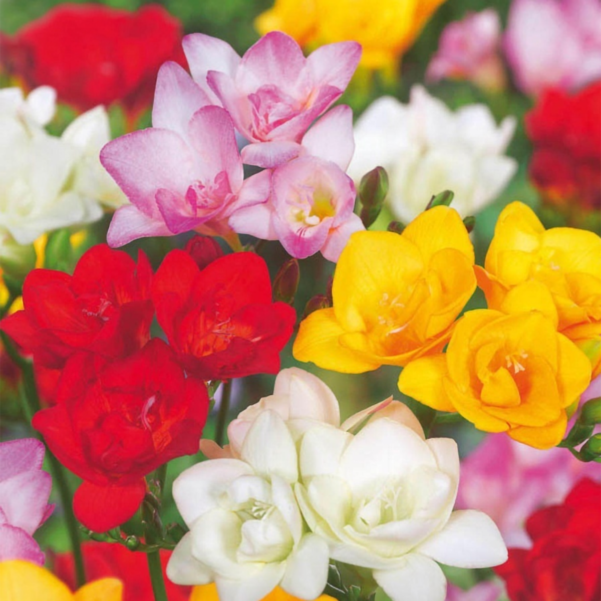 Other Types Of Flower Bulbs Freesien - 40 Stk - Freesia Mix - Blumenzwiebeln - Mehrfarbig