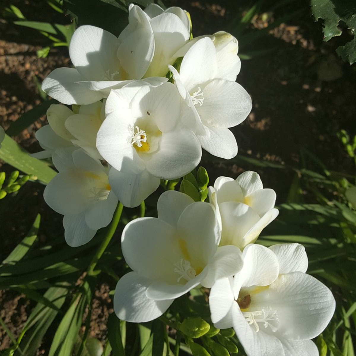Other Types Of Flower Bulbs Freesien - 40 Stk - Freesia Mix - Blumenzwiebeln - Mehrfarbig
