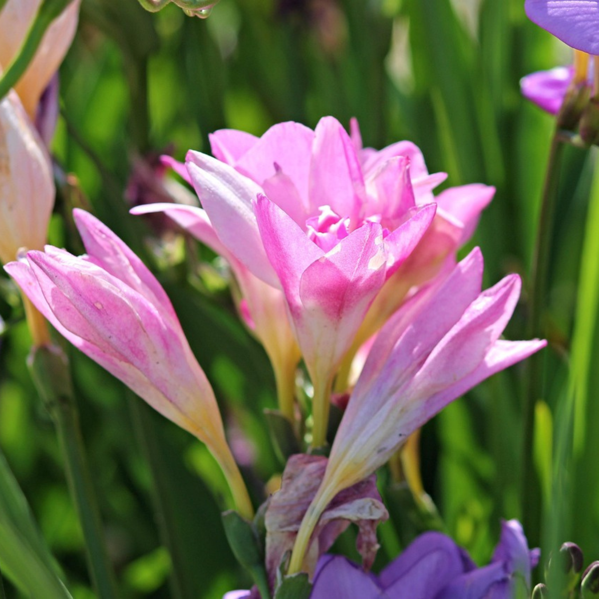 Other Types Of Flower Bulbs Freesien - 40 Stk - Freesia Mix - Blumenzwiebeln - Mehrfarbig