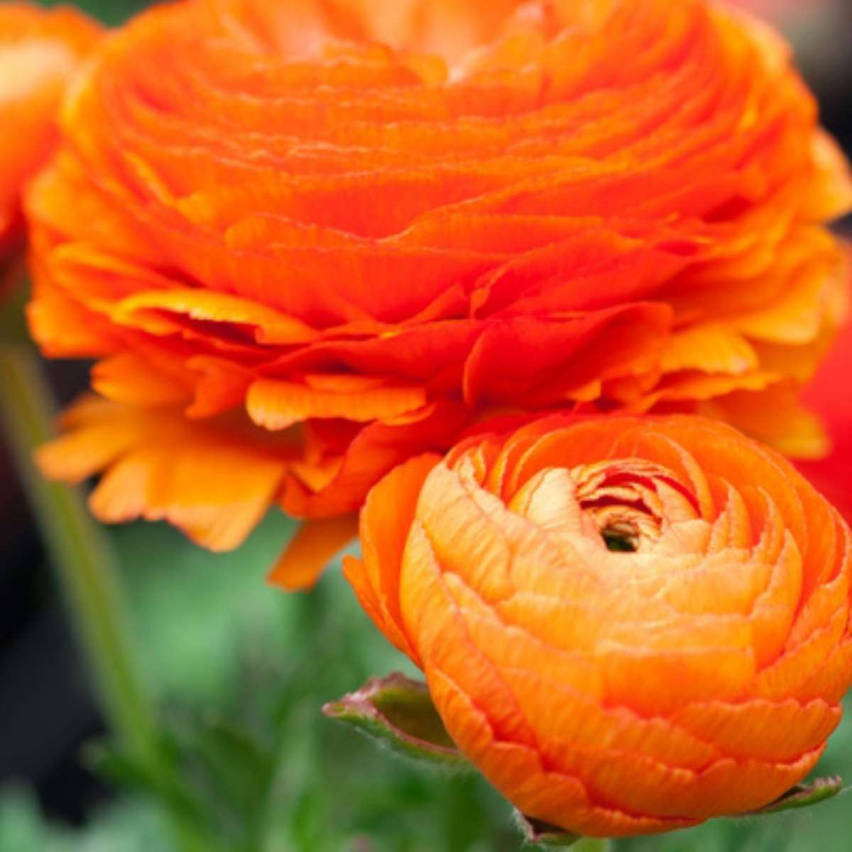 Other Types Of Flower Bulbs Ranunkeln - 80 Stk - Ranunculus - Blumenzwiebeln - Mehrfarbig