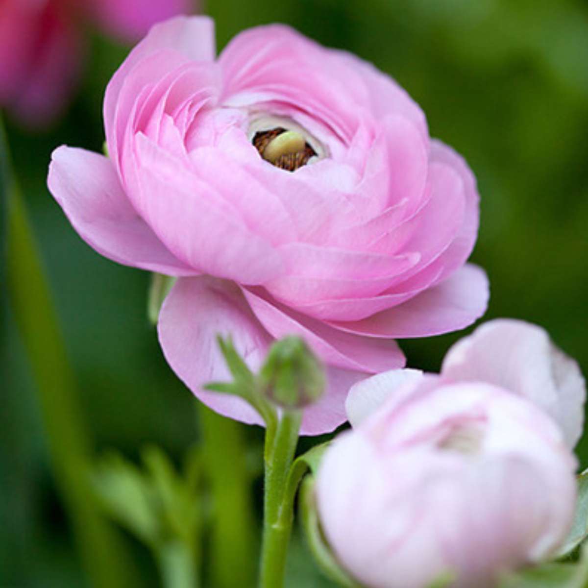 Other Types Of Flower Bulbs Ranunkeln - 80 Stk - Ranunculus - Blumenzwiebeln - Mehrfarbig