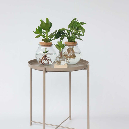 Hydroponics Balsamapfel - Clusia Rosea 'Princess' - Höhe 25-35Cm - ⌀20Cm