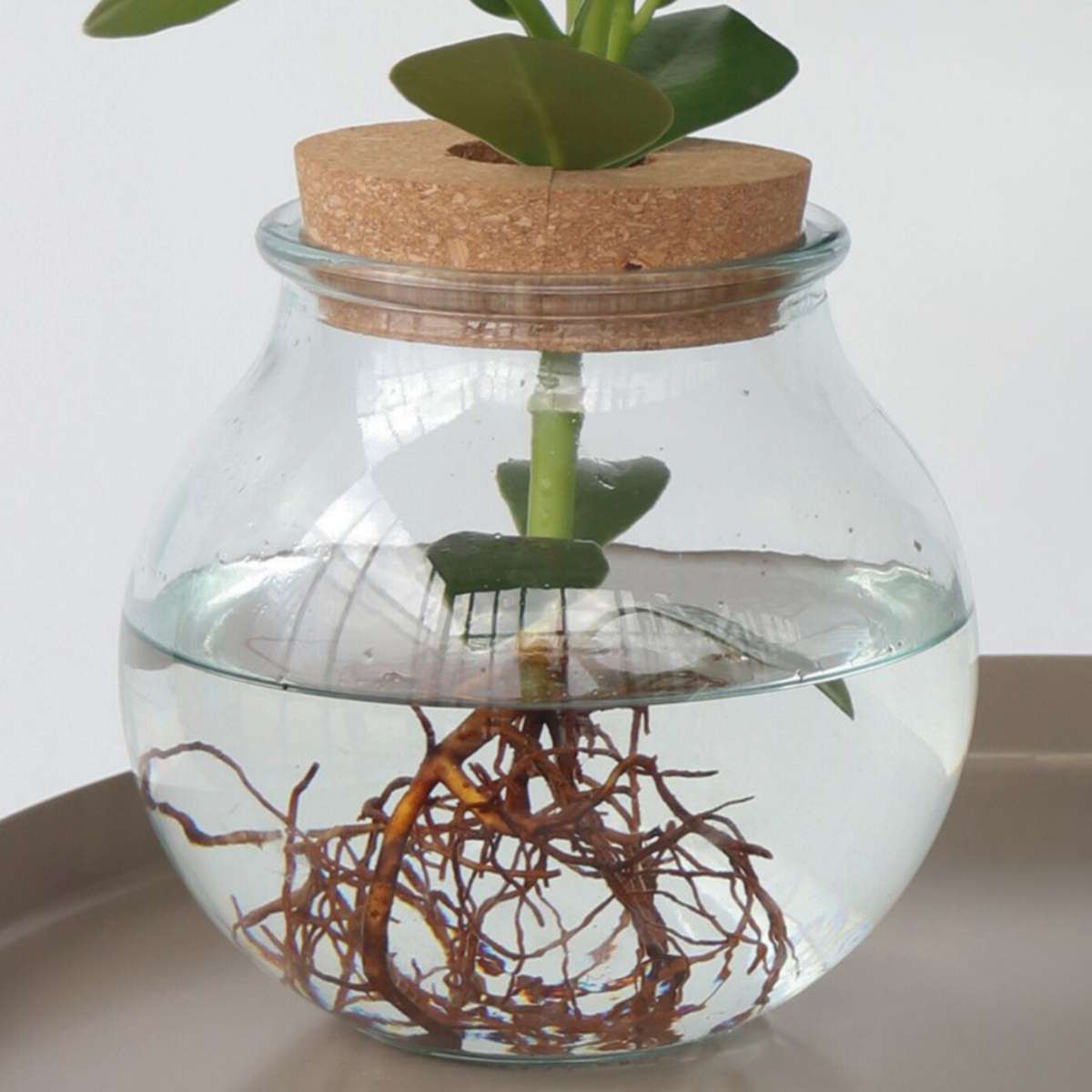 Hydroponics Balsamapfel - Clusia Rosea 'Princess' - Höhe 25-35Cm - ⌀20Cm