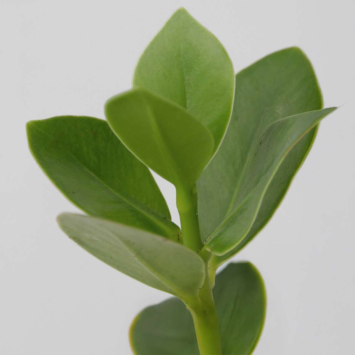 Hydroponics Balsamapfel - Clusia Rosea 'Princess' - Höhe 25-35Cm - ⌀20Cm