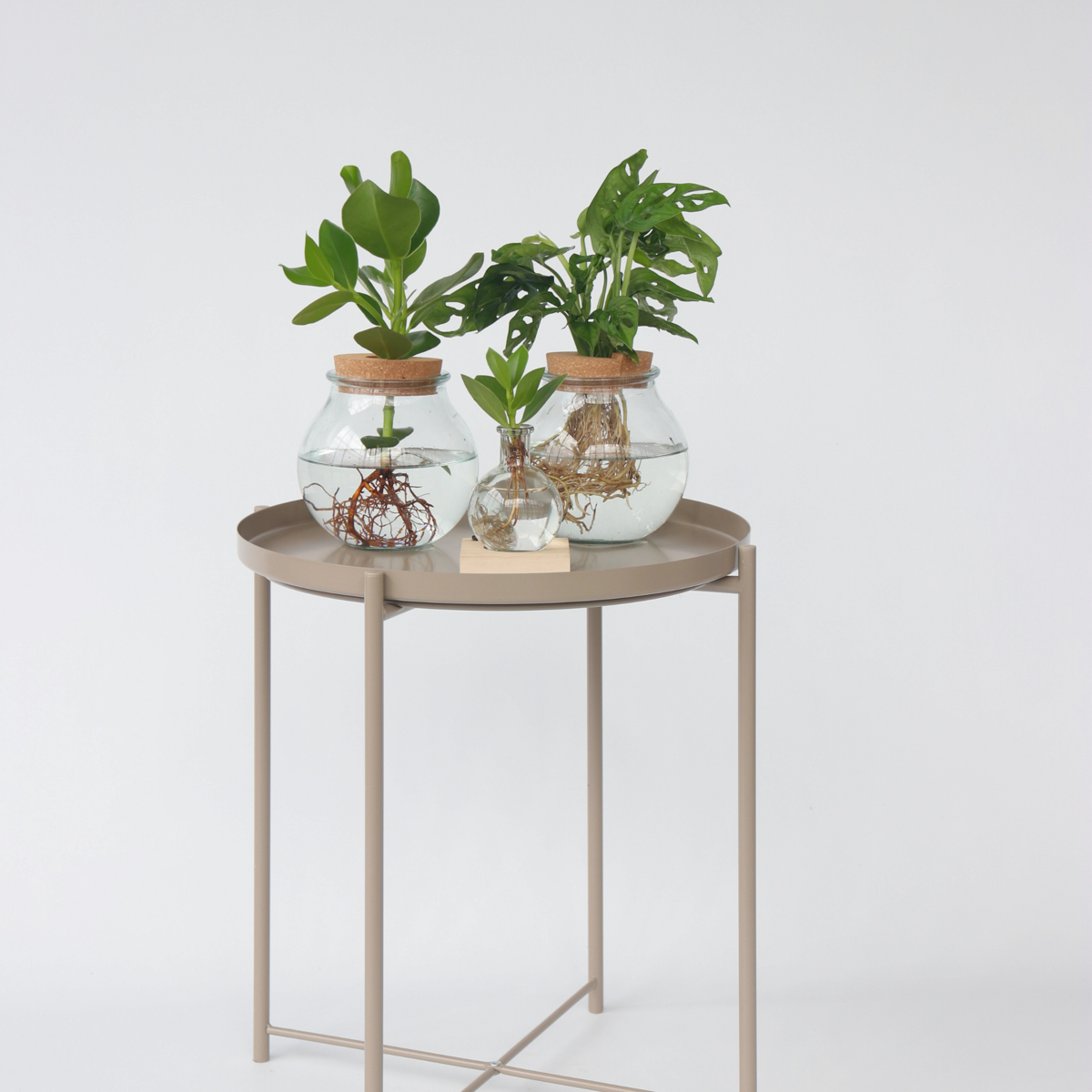 Hydroponics Kleiner Balsamapfel Im Glas Mit Licht - Clusia Rosea - Höhe 15-20Cm - ⌀8Cm