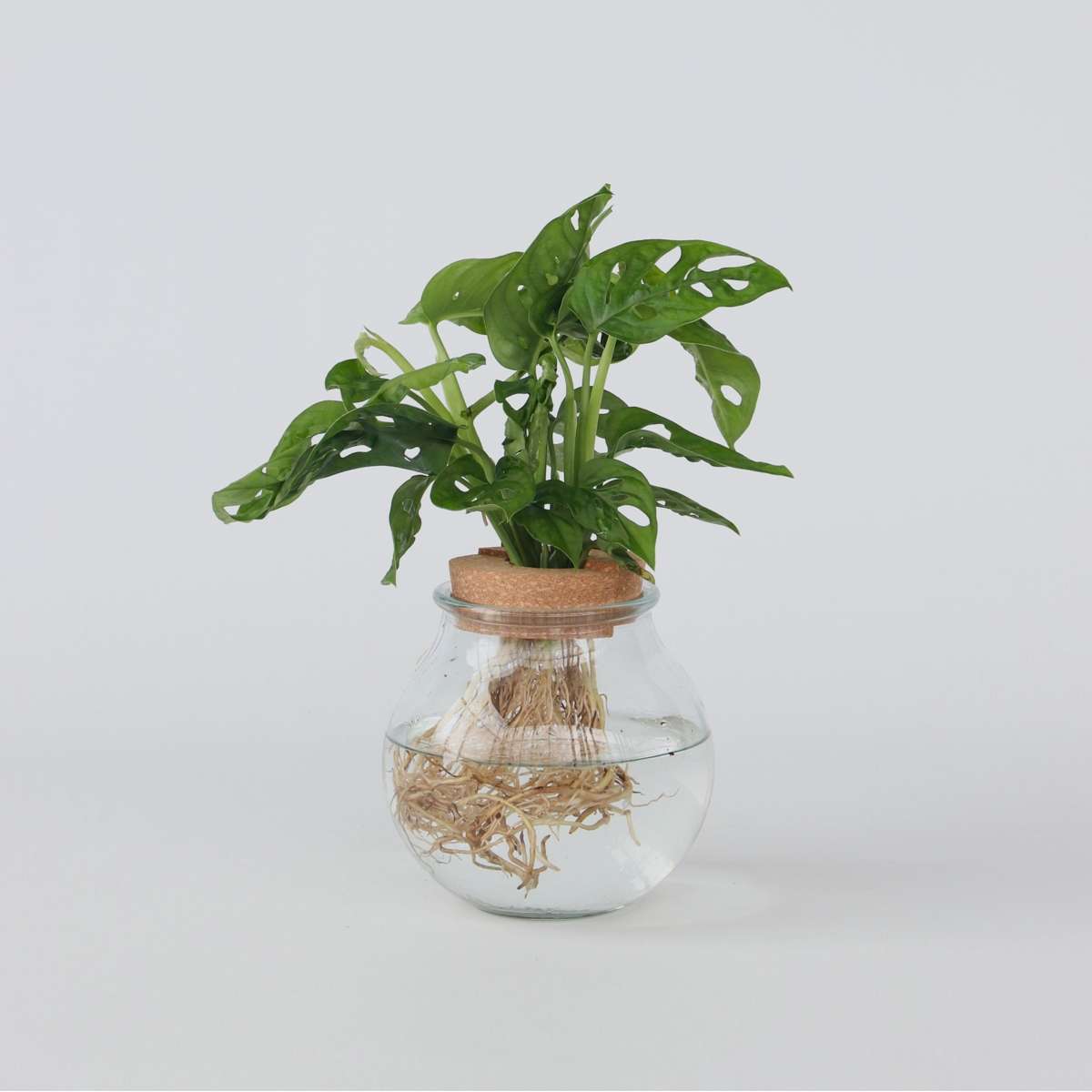 Hydroponics Fensterblatt - Monstera Adansonii 'Monkey Mask' - Höhe 25-35Cm - ⌀20Cm