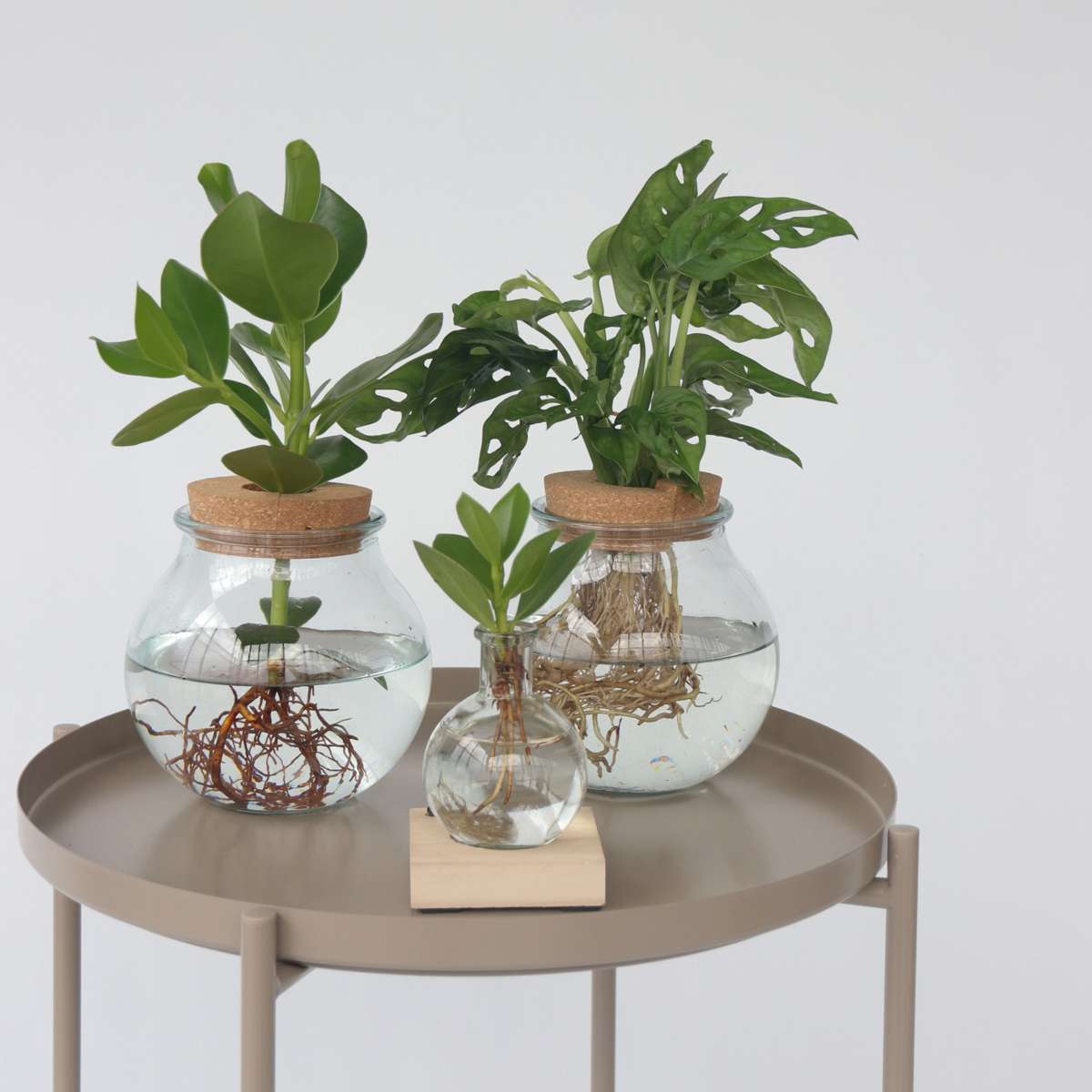 Hydroponics Fensterblatt - Monstera Adansonii 'Monkey Mask' - Höhe 25-35Cm - ⌀20Cm