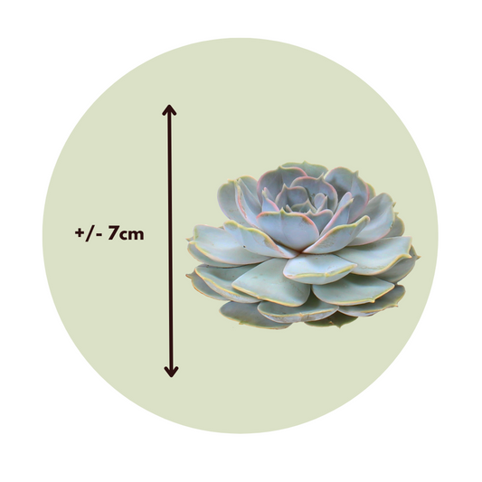 Succulents Mischung Echeveria Diy - 5 Stk - Echeveria Lilacina - Höhe 7Cm