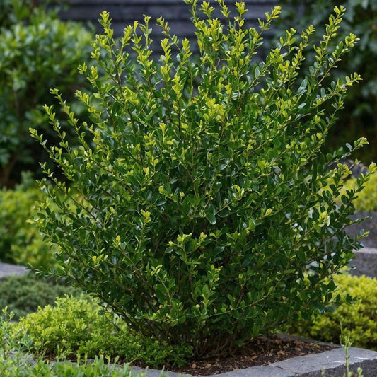 Hedge Plants Japanische Stechpalme - 12 Stk - Ilex Crenata 'Jenny' - Höhe 10-20Cm - ⌀9Cm