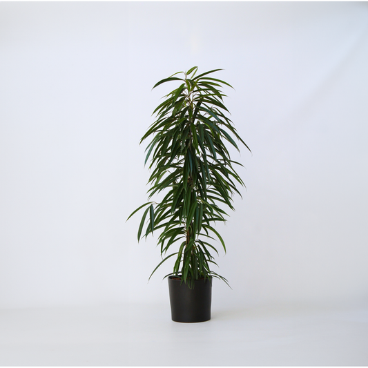 Ficus Geigenpflanze - Ficus Binnendijkii - Höhe 100-110Cm - ⌀21Cm