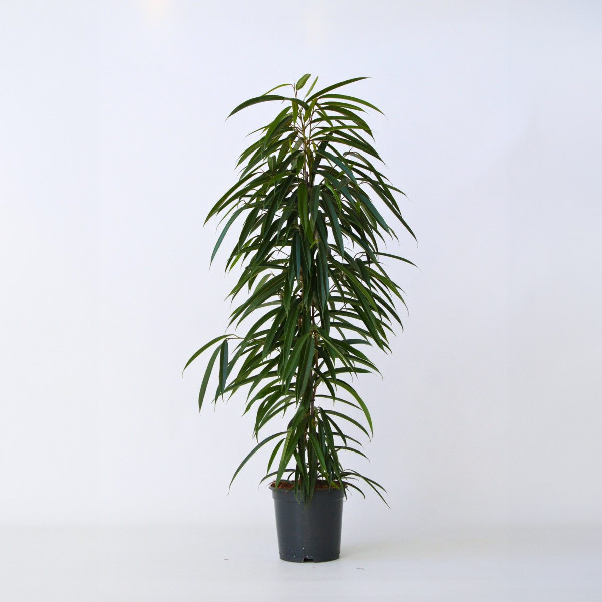 Ficus Geigenpflanze - Ficus Binnendijkii - Höhe 100-110Cm - ⌀21Cm