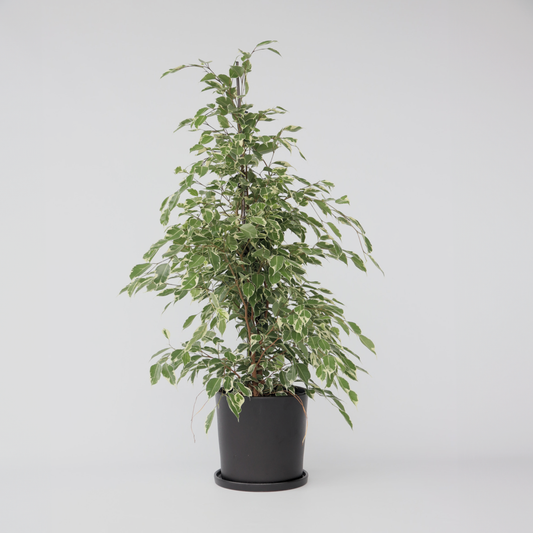 Ficus Geigenpflanze - Ficus Benjamina 'Twilight' - Höhe 100-110Cm - ⌀21Cm
