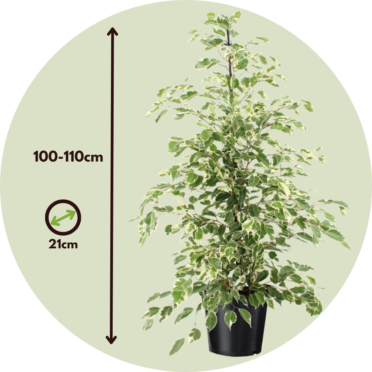 Ficus Geigenpflanze - Ficus Benjamina 'Twilight' - Höhe 100-110Cm - ⌀21Cm