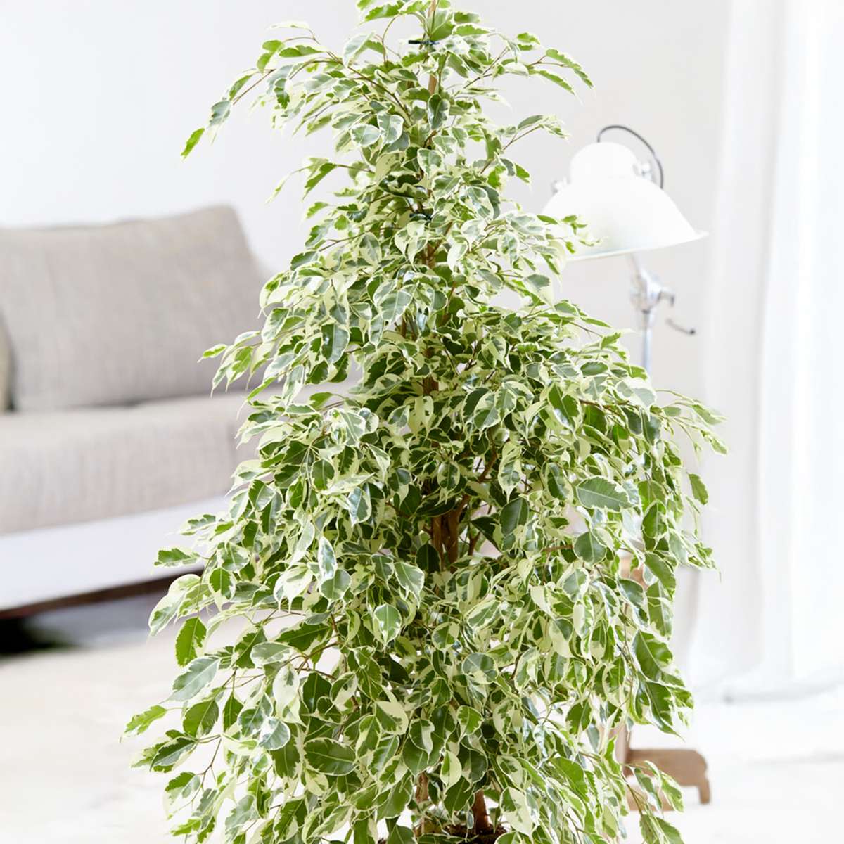 Ficus Geigenpflanze - Ficus Benjamina 'Twilight' - Höhe 100-110Cm - ⌀21Cm