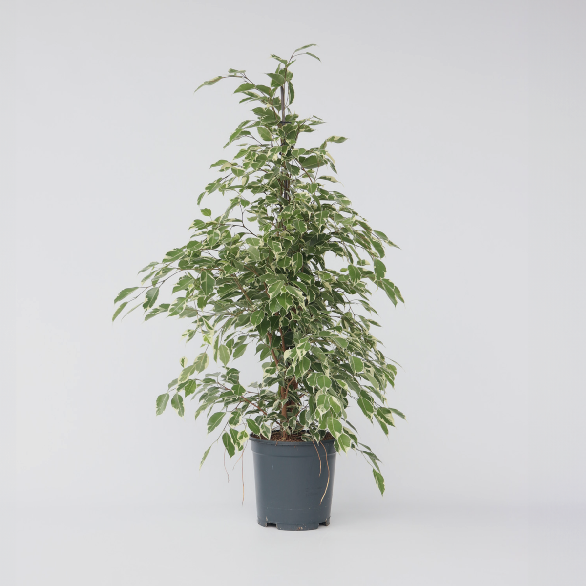 Ficus Geigenpflanze - Ficus Benjamina 'Twilight' - Höhe 100-110Cm - ⌀21Cm