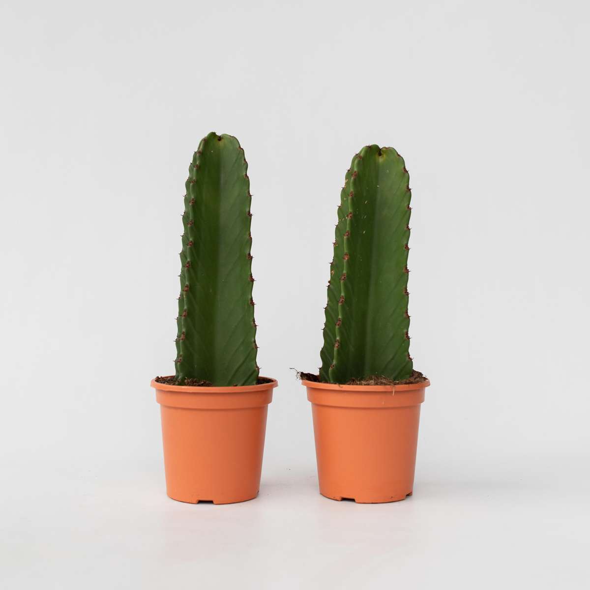 Cactus Cowboy-Kaktus - 2 Stk - Euphorbia Ingens - Höhe 40-50Cm - ⌀18Cm