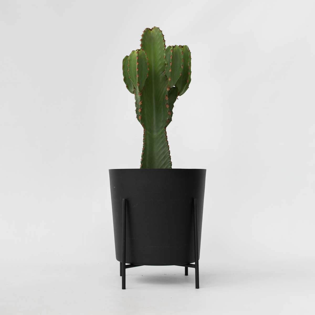 Cactus Cowboy-Kaktus - Euphorbia Ingens - Höhe 85-95Cm - ⌀24Cm