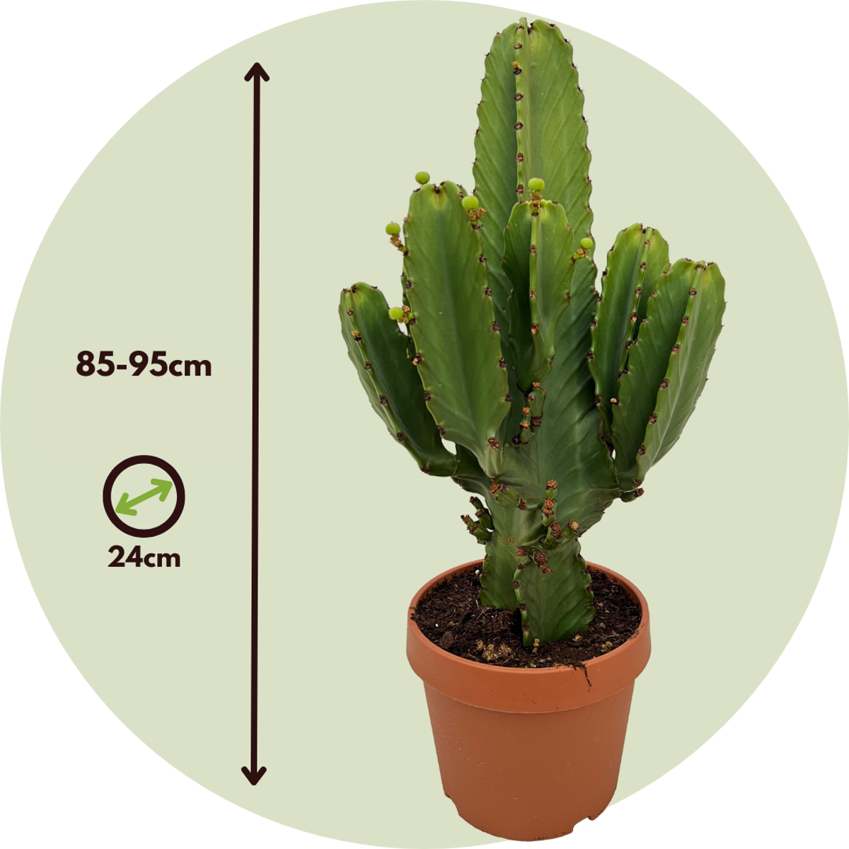 Cactus Cowboy-Kaktus - Euphorbia Ingens - Höhe 85-95Cm - ⌀24Cm