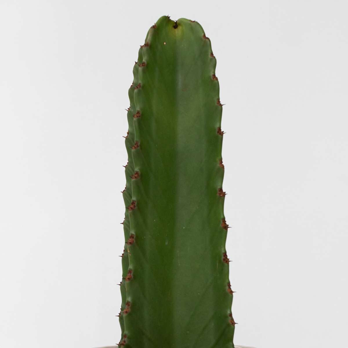 Cactus Cowboy-Kaktus - Euphorbia Ingens - Höhe 85-95Cm - ⌀24Cm