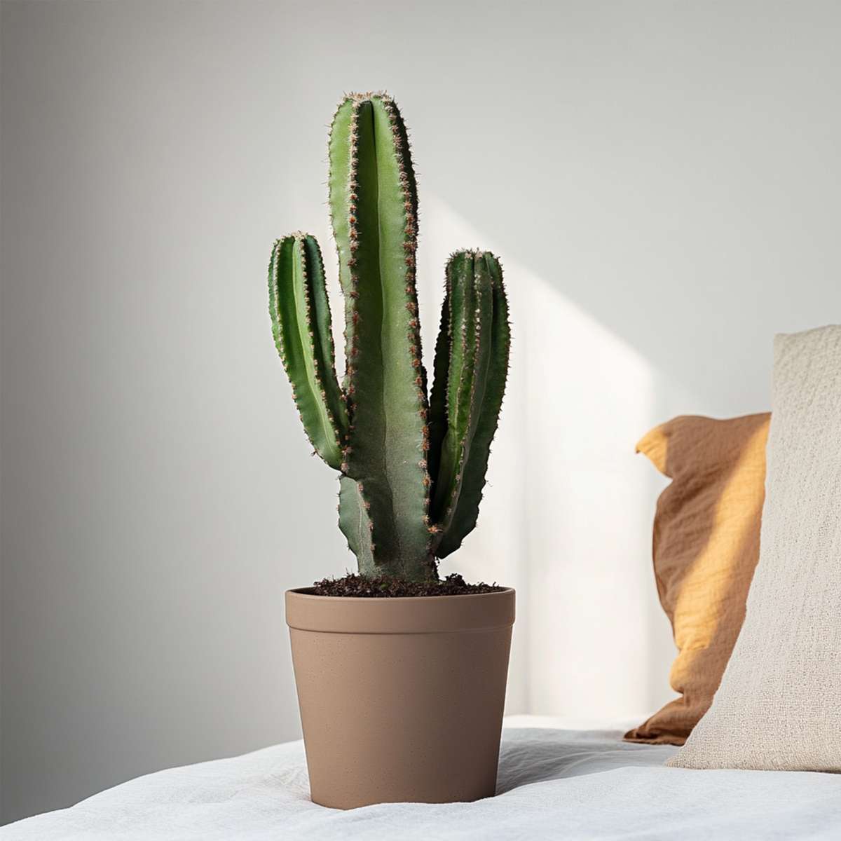 Cactus Cowboy-Kaktus - Euphorbia Ingens - Höhe 85-95Cm - ⌀24Cm