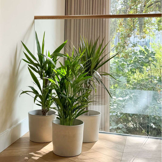 Indoor Palms Set Aus Großen Zimmerpalmen - 3 Stk - Indoor Palmmix Xl - Höhe 70-90Cm - ⌀17Cm