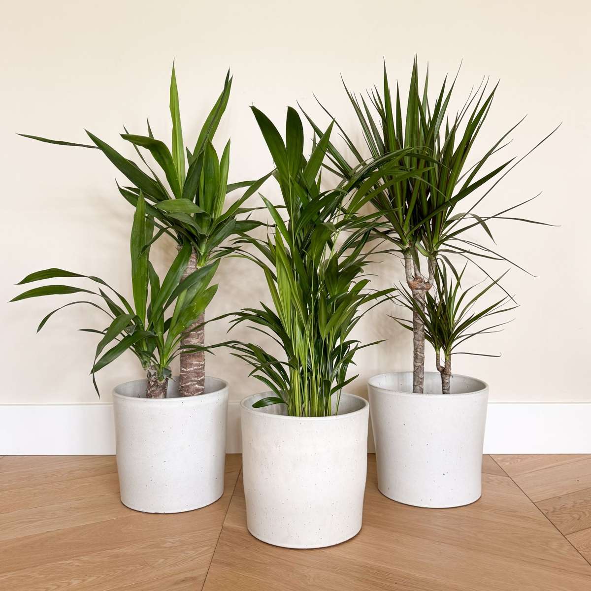 Indoor Palms Set Aus Großen Zimmerpalmen - 3 Stk - Indoor Palmmix Xl - Höhe 70-90Cm - ⌀17Cm