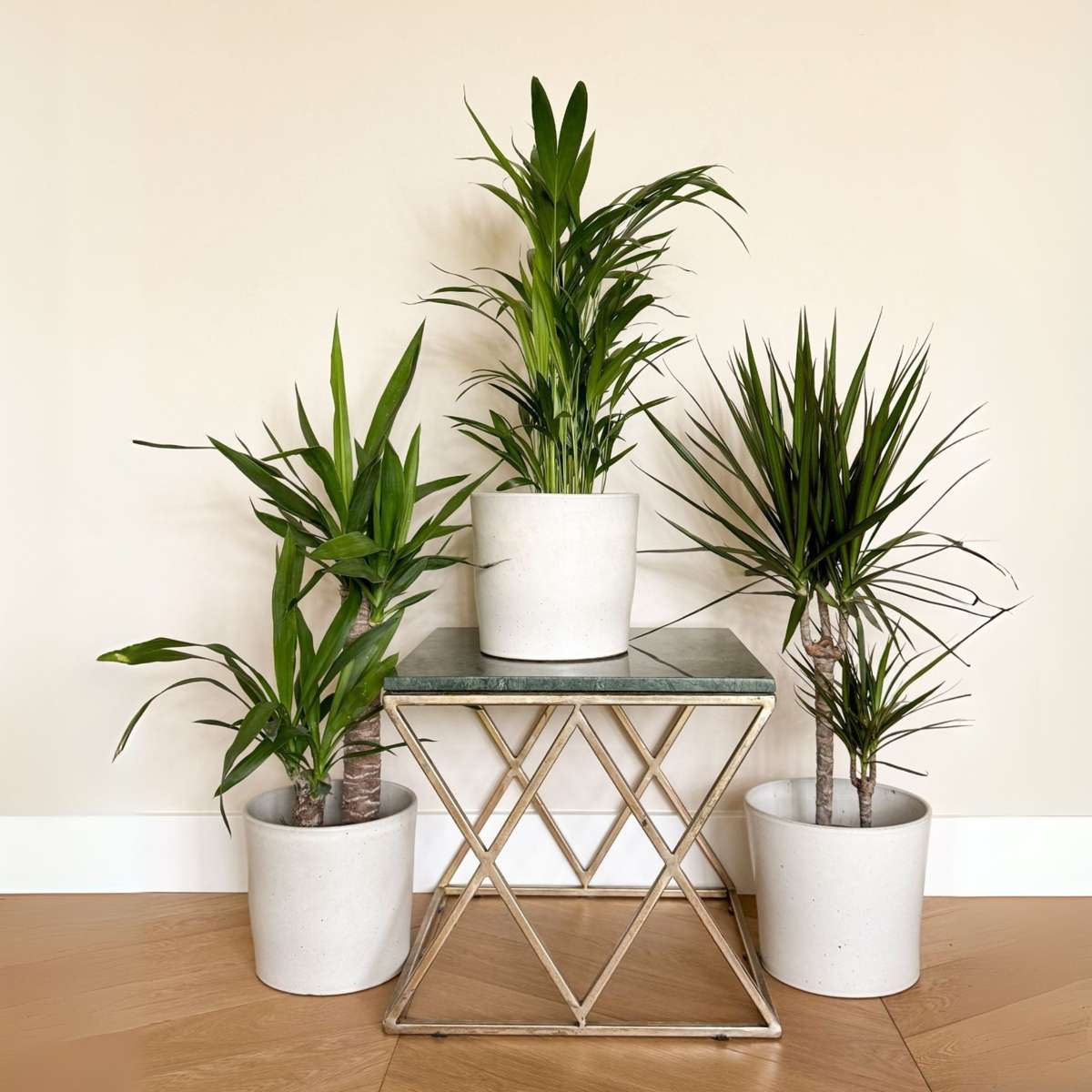 Indoor Palms Set Aus Großen Zimmerpalmen - 3 Stk - Indoor Palmmix Xl - Höhe 70-90Cm - ⌀17Cm
