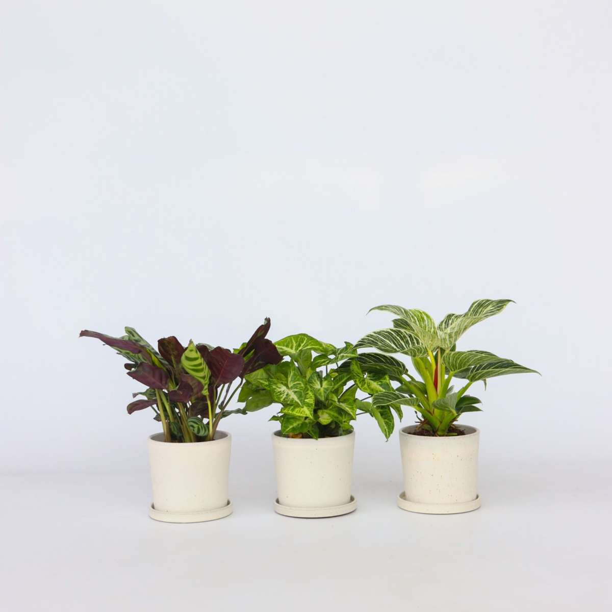 Other Green Houseplants Zimmerpflanzen-Mix - 3 Stk - Höhe 25-40Cm - ⌀12Cm