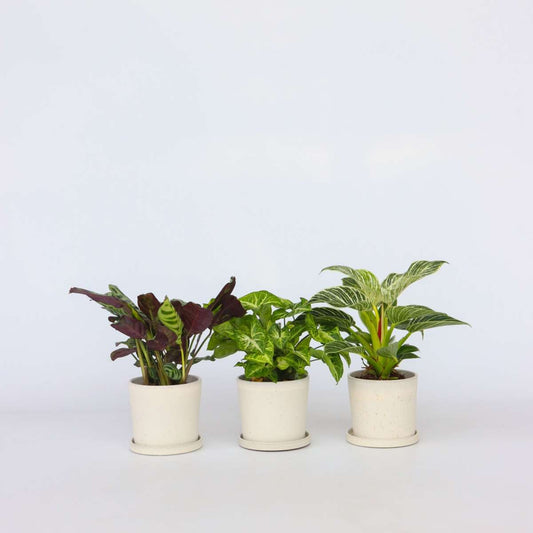 Other Green Houseplants Zimmerpflanzen-Mix - 3 Stk - Höhe 25-40Cm - ⌀12Cm