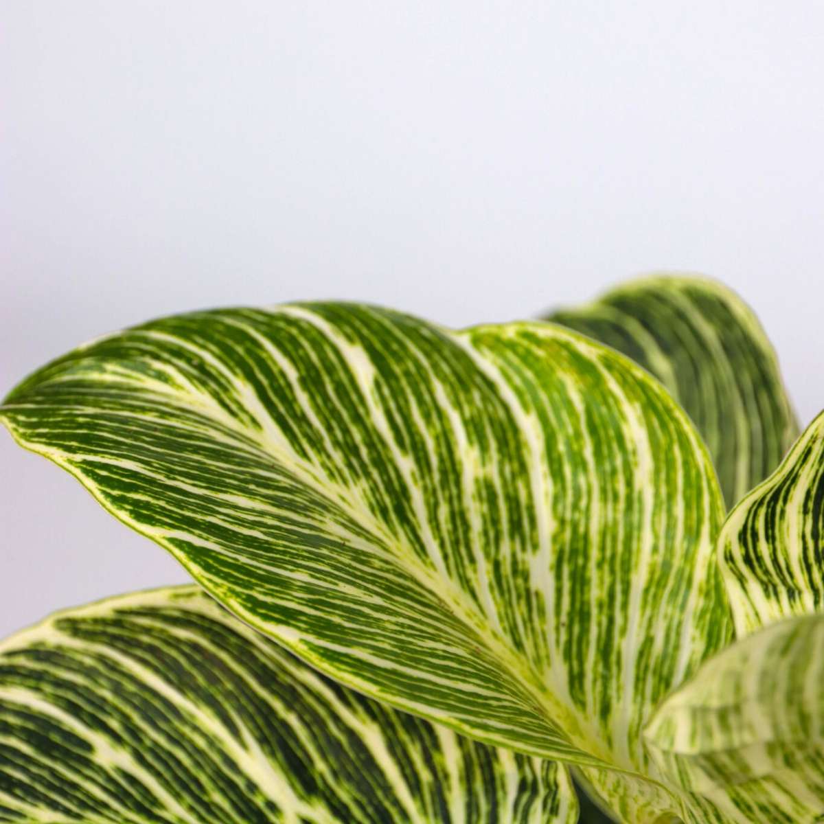 Other Green Houseplants Zimmerpflanzen-Mix - 3 Stk - Höhe 25-40Cm - ⌀12Cm