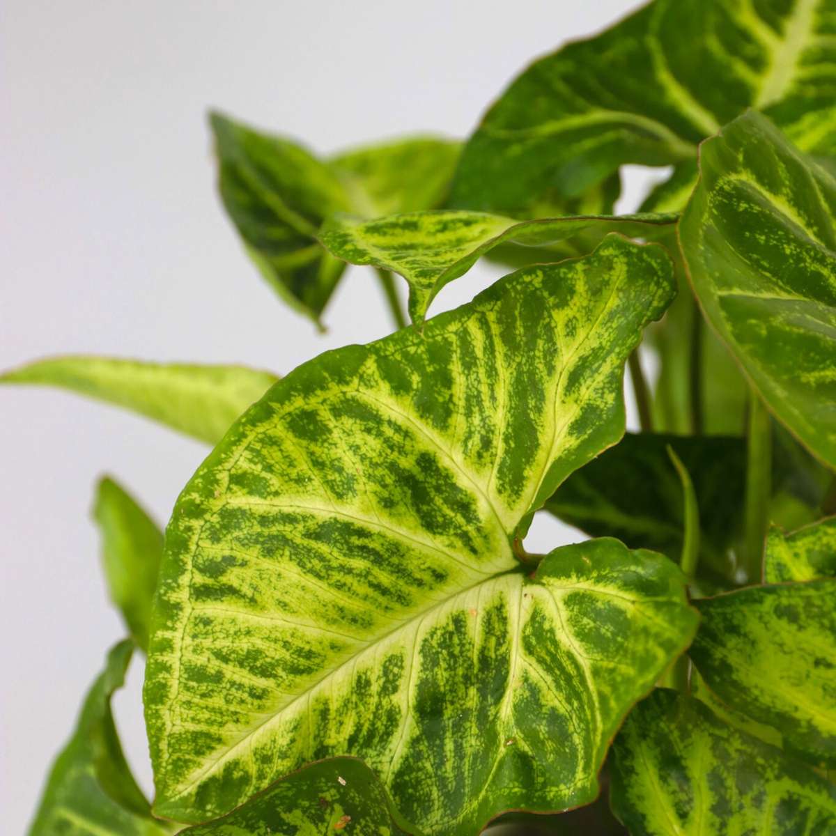 Other Green Houseplants Zimmerpflanzen-Mix - 3 Stk - Höhe 25-40Cm - ⌀12Cm