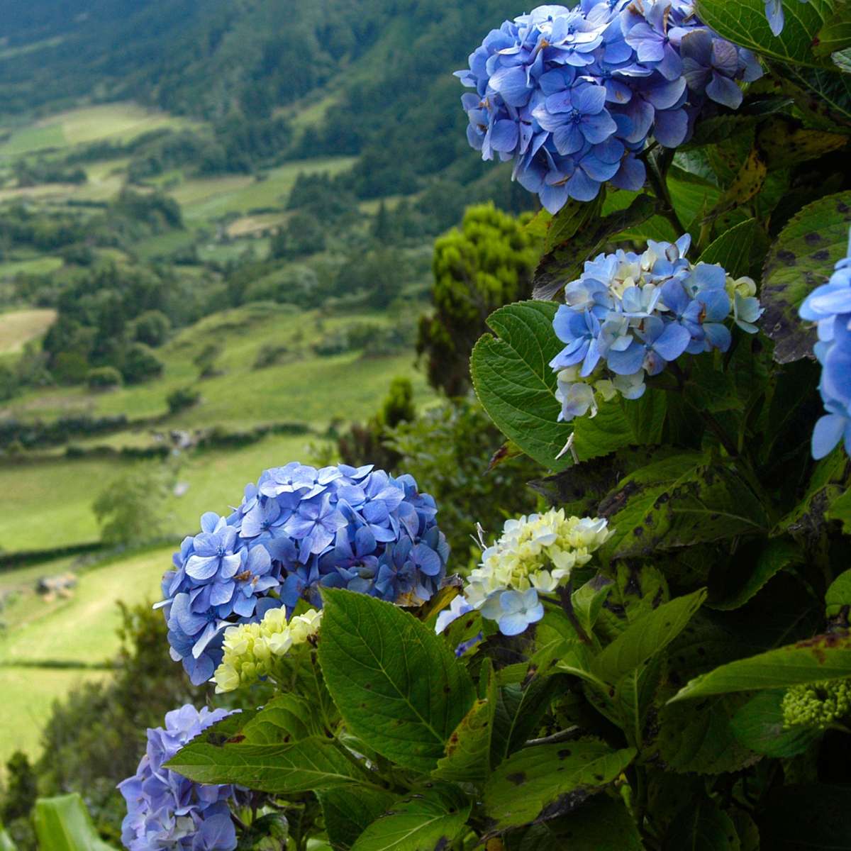 Hydrangea Hortensie - 6 Stk - Hydrangea Macrophylla - Höhe 25-40Cm - ⌀11Cm