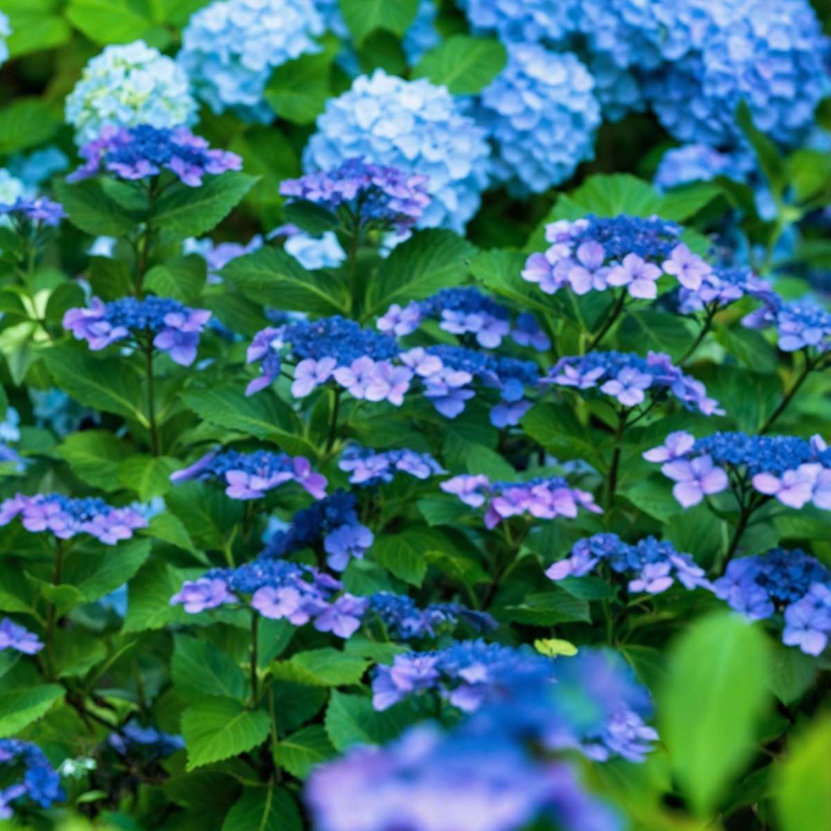 Hydrangea Hortensie - 4 Stk - Hydrangea Serrata 'Summerglow' - Höhe 25-40Cm - ⌀19Cm